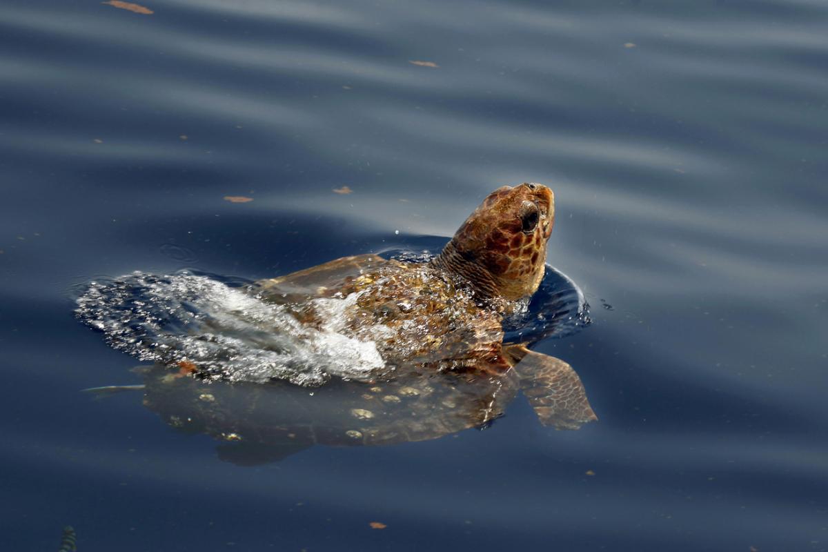 Loggerhead turtle on the surface in the Gulf of Mexico.